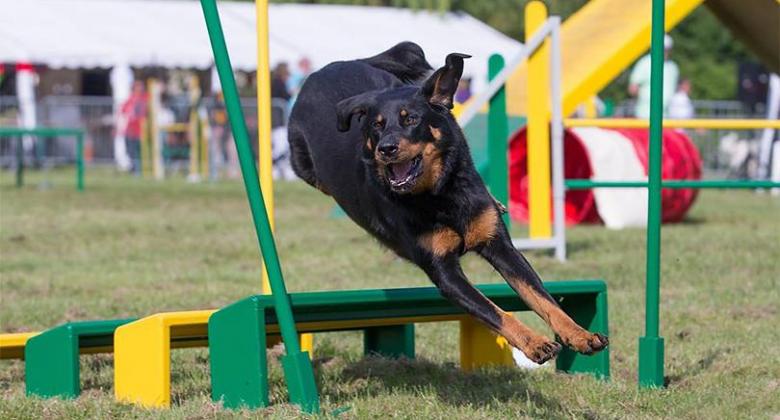 agility
