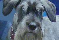 orangette dog dancing